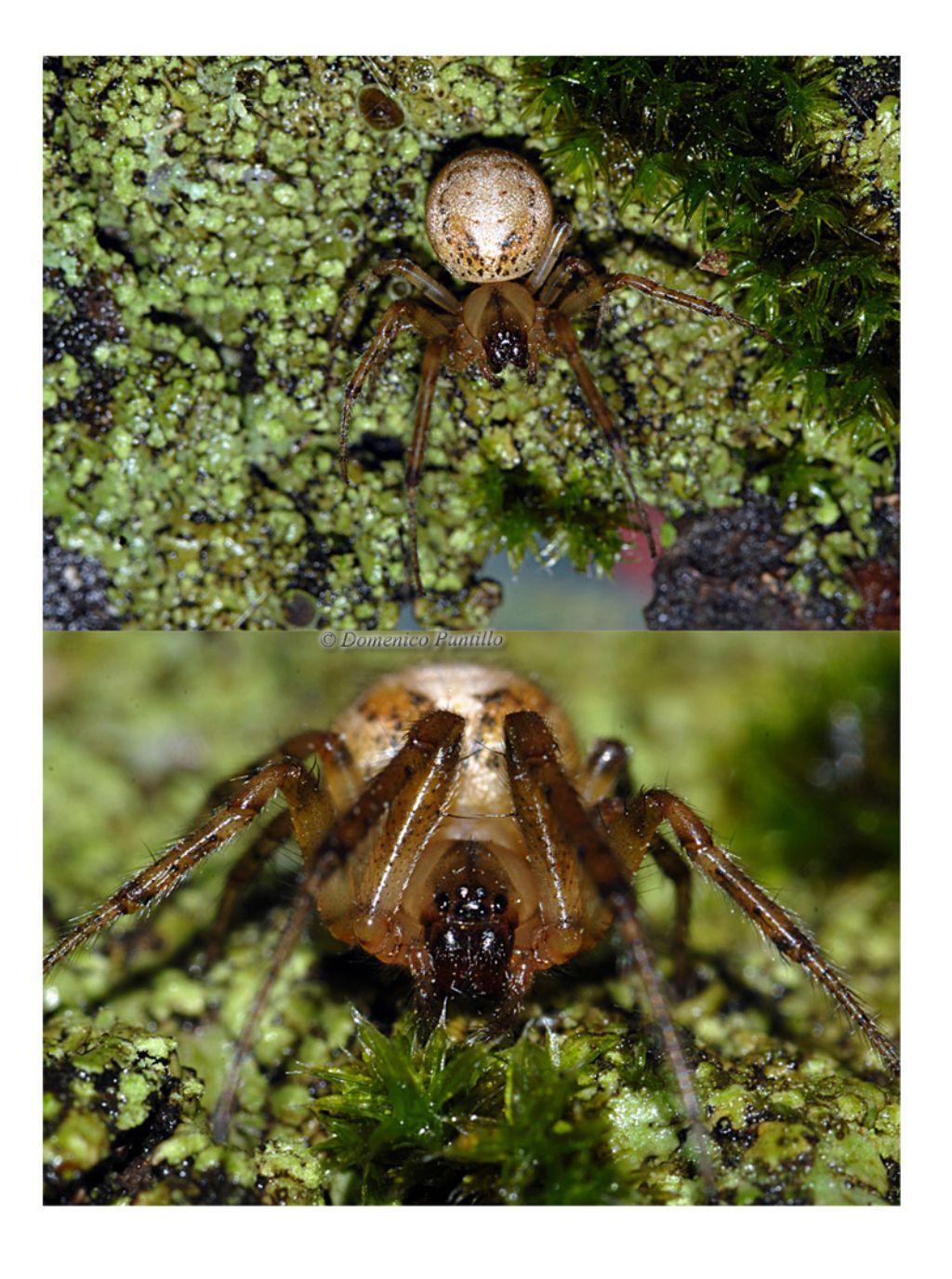 Zygiella x-notata - Montalto Uffugo (CS)
